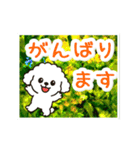 動く☆大人やさしいトイプードルと野の花（個別スタンプ：14）