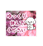 動く☆大人やさしいトイプードルと野の花（個別スタンプ：16）