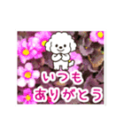 動く☆大人やさしいトイプードルと野の花（個別スタンプ：17）