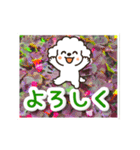 動く☆大人やさしいトイプードルと野の花（個別スタンプ：20）