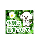 動く☆大人やさしいトイプードルと野の花（個別スタンプ：21）