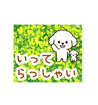 動く☆大人やさしいトイプードルと野の花（個別スタンプ：24）