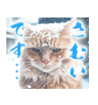 寒がるだけのスタンプ（個別スタンプ：19）