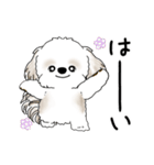 動くシーズー犬 2025 「踊るシーズーさん」（個別スタンプ：7）