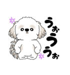 動くシーズー犬 2025 「踊るシーズーさん」（個別スタンプ：10）