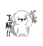 動くシーズー犬 2025 「踊るシーズーさん」（個別スタンプ：12）