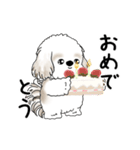 動くシーズー犬 2025 「踊るシーズーさん」（個別スタンプ：24）