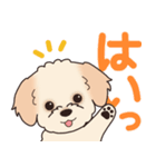 やさしいマルプー『デカ文字・敬語』（個別スタンプ：1）