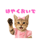 【爆笑】アイドルになった子猫＠面白い台詞（個別スタンプ：3）