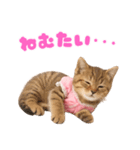 【爆笑】アイドルになった子猫＠面白い台詞（個別スタンプ：4）