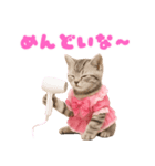 【爆笑】アイドルになった子猫＠面白い台詞（個別スタンプ：5）