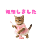【爆笑】アイドルになった子猫＠面白い台詞（個別スタンプ：7）