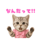 【爆笑】アイドルになった子猫＠面白い台詞（個別スタンプ：10）