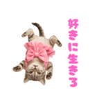 【爆笑】アイドルになった子猫＠面白い台詞（個別スタンプ：17）