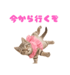 【爆笑】アイドルになった子猫＠面白い台詞（個別スタンプ：19）