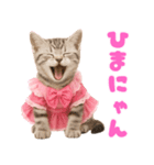 【爆笑】アイドルになった子猫＠面白い台詞（個別スタンプ：22）