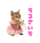 【爆笑】アイドルになった子猫＠面白い台詞（個別スタンプ：24）