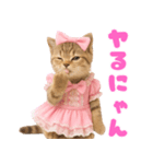 【爆笑】アイドルになった子猫＠面白い台詞（個別スタンプ：31）