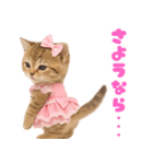 【爆笑】アイドルになった子猫＠面白い台詞（個別スタンプ：32）
