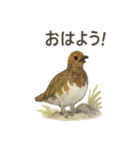 雷鳥のほっこりスタンプ（夏羽・冬羽）（個別スタンプ：1）