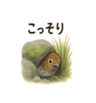 雷鳥のほっこりスタンプ（夏羽・冬羽）（個別スタンプ：6）