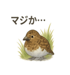 雷鳥のほっこりスタンプ（夏羽・冬羽）（個別スタンプ：7）