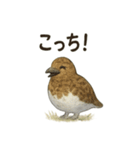 雷鳥のほっこりスタンプ（夏羽・冬羽）（個別スタンプ：8）