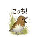 雷鳥のほっこりスタンプ（夏羽・冬羽）（個別スタンプ：10）