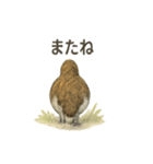 雷鳥のほっこりスタンプ（夏羽・冬羽）（個別スタンプ：36）