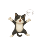 siamese cat ＆  Hachiware cat（個別スタンプ：29）