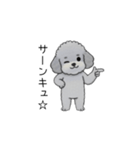 煽る・ポジティブトイプードル（個別スタンプ：1）