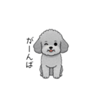 煽る・ポジティブトイプードル（個別スタンプ：4）