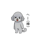 煽る・ポジティブトイプードル（個別スタンプ：8）