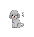煽る・ポジティブトイプードル（個別スタンプ：13）