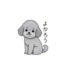 煽る・ポジティブトイプードル（個別スタンプ：19）