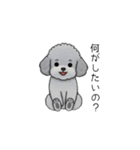 煽る・ポジティブトイプードル（個別スタンプ：20）
