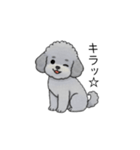 煽る・ポジティブトイプードル（個別スタンプ：21）