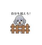 煽る・ポジティブトイプードル（個別スタンプ：23）