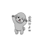 煽る・ポジティブトイプードル（個別スタンプ：26）