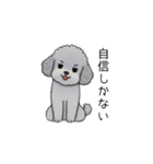 煽る・ポジティブトイプードル（個別スタンプ：37）