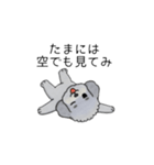 煽る・ポジティブトイプードル（個別スタンプ：38）