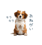 毎日使えるコーイケルホンディエ【連絡】（個別スタンプ：1）