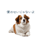 毎日使えるコーイケルホンディエ【連絡】（個別スタンプ：2）