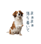 毎日使えるコーイケルホンディエ【連絡】（個別スタンプ：4）