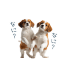 毎日使えるコーイケルホンディエ【連絡】（個別スタンプ：5）