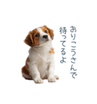 毎日使えるコーイケルホンディエ【連絡】（個別スタンプ：6）