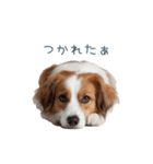 毎日使えるコーイケルホンディエ【連絡】（個別スタンプ：9）