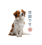 毎日使えるコーイケルホンディエ【連絡】（個別スタンプ：10）