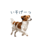 毎日使えるコーイケルホンディエ【連絡】（個別スタンプ：14）