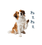 毎日使えるコーイケルホンディエ【連絡】（個別スタンプ：15）